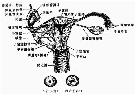 女人身體|女性生殖系統